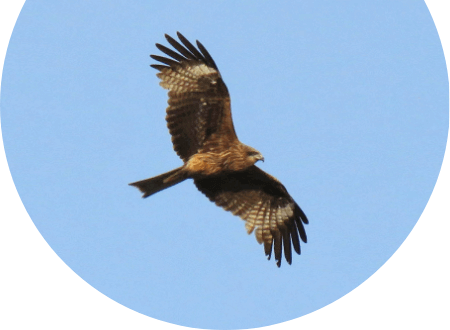 笛のような鳴き声で、悠々と空を舞うトンビ