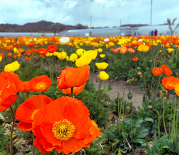 銀鱗荘 ことぶき 周辺観光